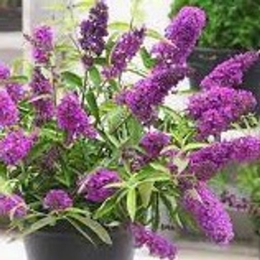 Буддлея Давида Тутти Фрутти - 7цветов фото 2