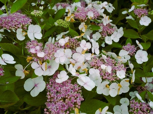 Гортензия крупнолистная Libelle (Либелле) - Голландские луковицы фото 4