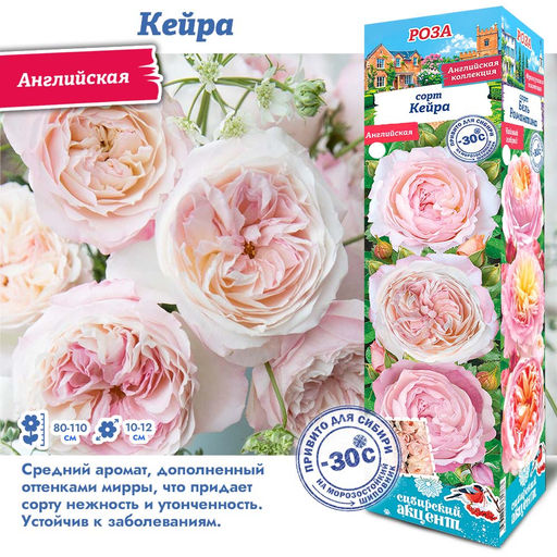 Роза Кейра (Английская) 1шт
