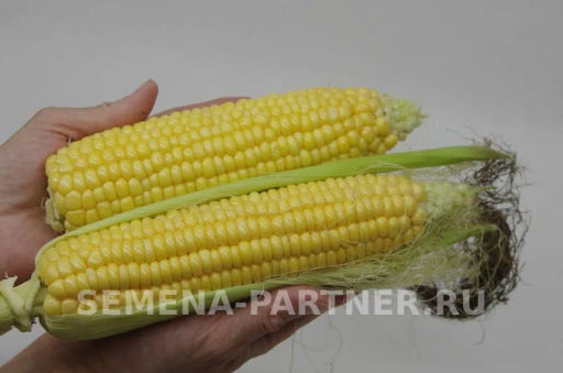 Кукуруза Спирит - Партнер фото 5