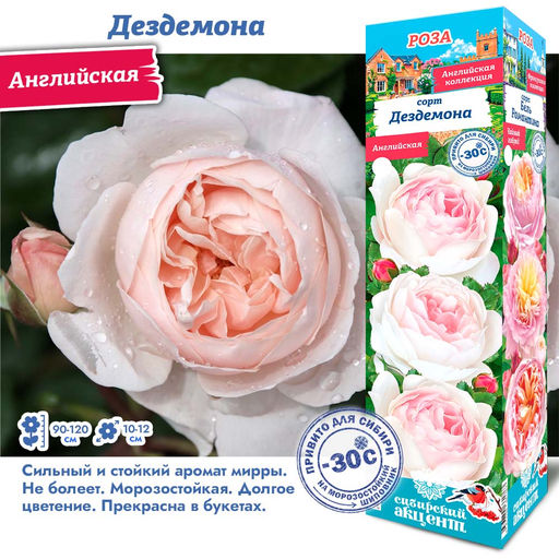 Роза Дездемона (Английская) 1шт