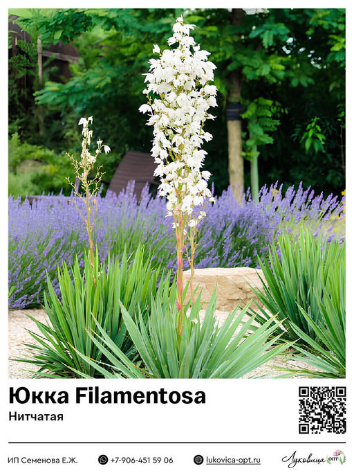 Юкка Filamentosa (Нитчатая)