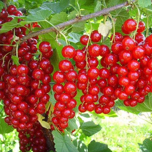 Смородина красная Ролан