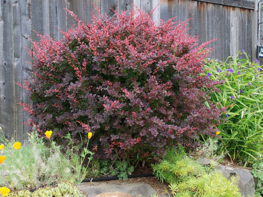 Барбарис краснолистный - Долина роз фото 3