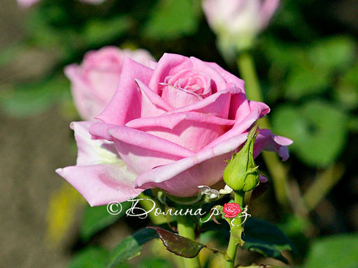 Роза Аква - Долина роз фото 2