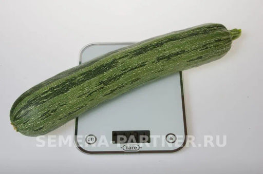 Кабачок Зебра - Партнер фото 4