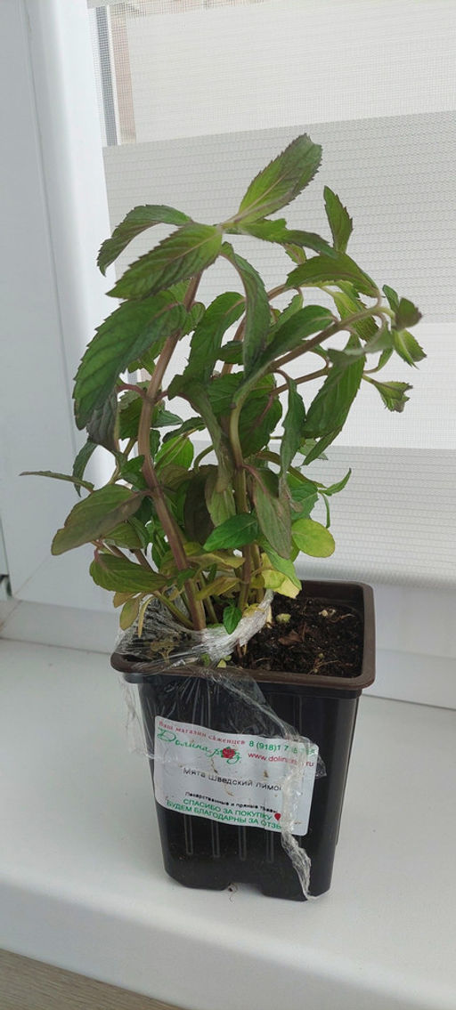 Мята Шведский лимон