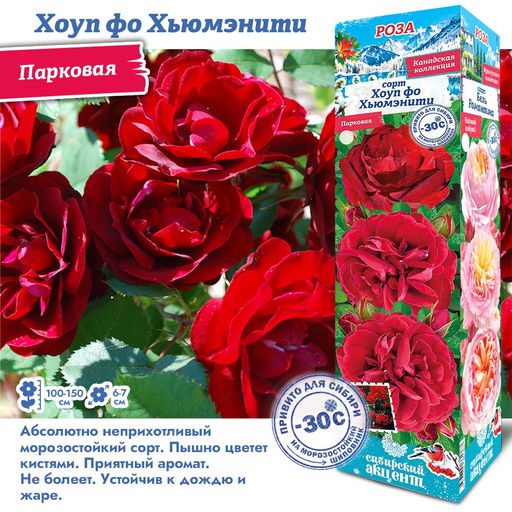 Роза Хоуп фо Хьюмэнити (Канадская/Парковая) 1шт