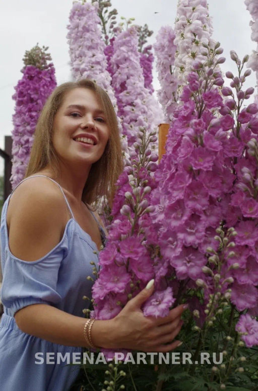 Дельфиниум Пинк Пунш - Партнер фото 4