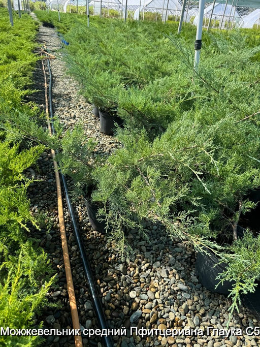 Можжевельник средний Пфитцериана Глаука С5