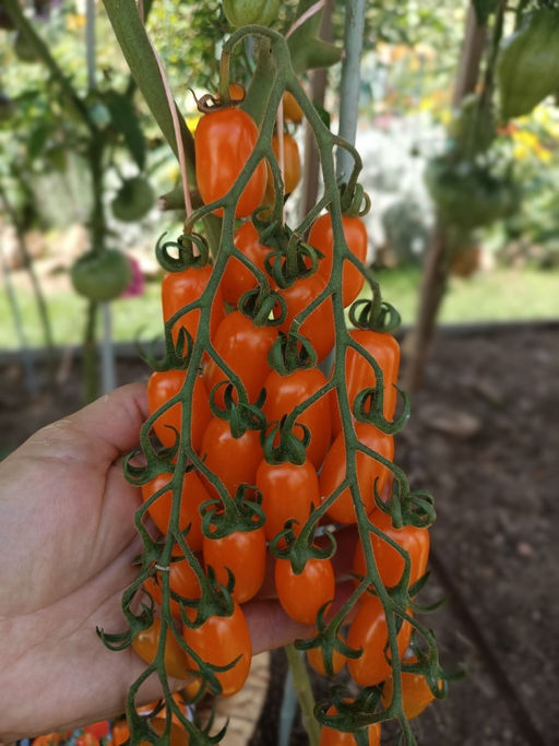 Томат финик-черри САМО СОВЕРШЕНСТВО F1  Мякоть с привкусом сладкой сливы, мёда и изюма! - Уральский дачник фото 5