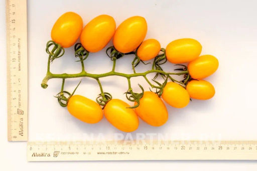 Томат Гейша - Партнер фото 5