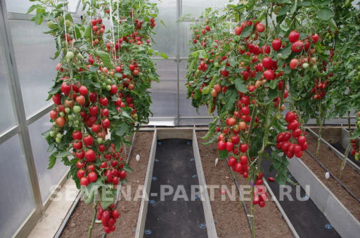 Томат Малиновое Пламя - Партнер фото 4