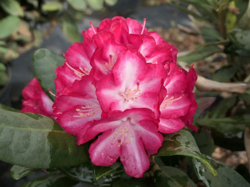 Рододендрон Ann Lindsay (Энн Линдси) - Долина роз фото 3