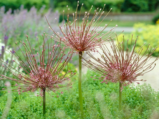 Allium Schubertii (Лук декоративный Шуберт) - Долина роз фото 2