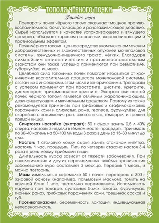 Тополь чёрный (почки) - Мариславна фото 3
