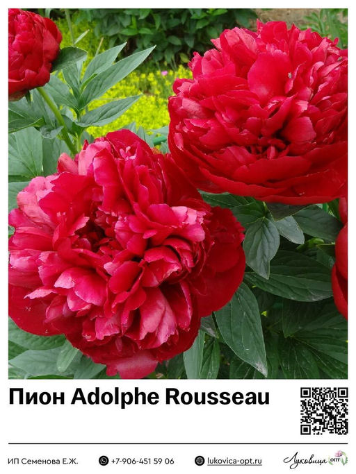 Пион Adolphe Rousseau