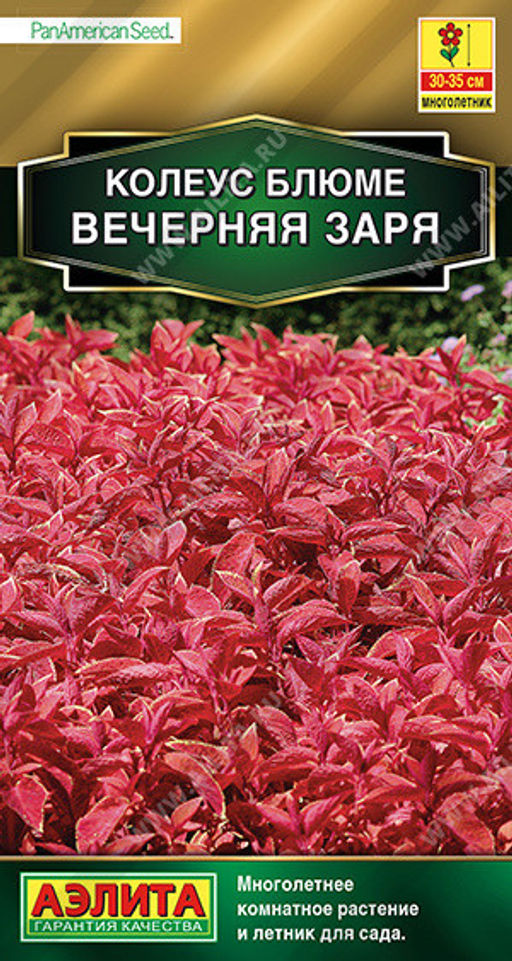 1503A Колеус блюме Вечерняя заря 5шт