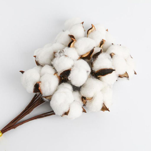 Сухоцвет хлопок «Сливочные облака»