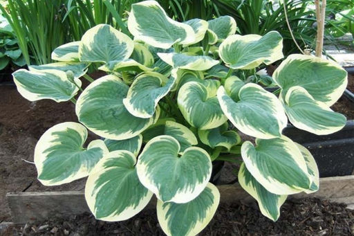 ХОСТА Барбара Энн Разбор 1 n Кол-во упак., шт 1