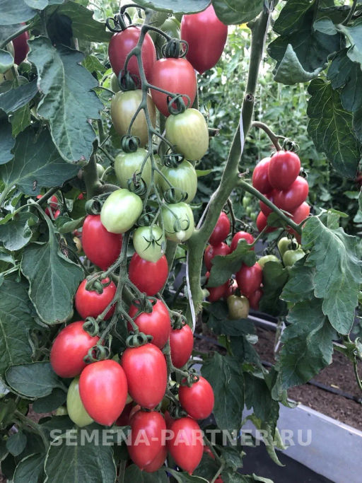 Томат Малиновое Пламя - Партнер фото 5