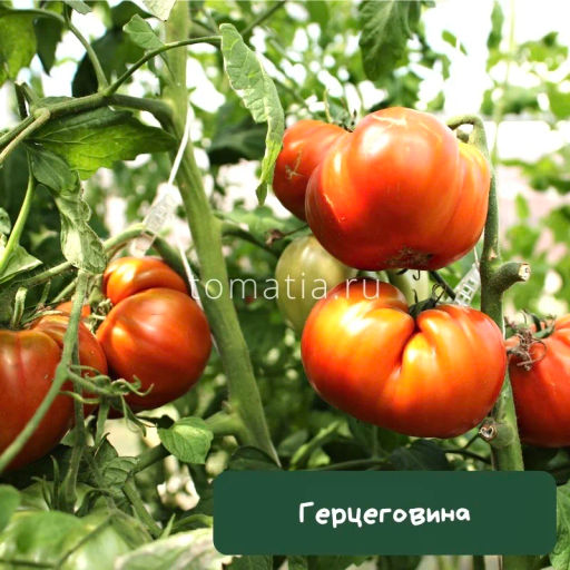 Герцеговина