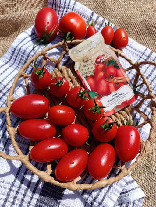 Томат БОЕЦ (БУЯН) Суперскороспелый гость из Новосибирска! Неприхотлив! Без пасынкования! Идеален для засолки! - Уральский дачник фото 4