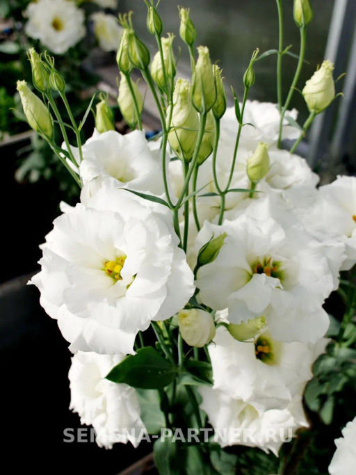 Эустома срезочная махровая молочно-белая Мадам Лорен - Партнер фото 3