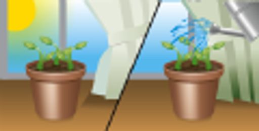 Базилик овощной Американский лимон - Аэлита фото 2