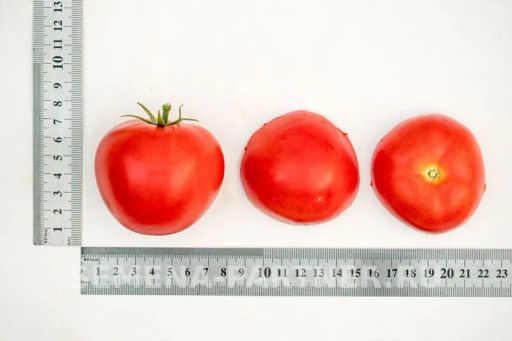 Томат Верочка - Партнер фото 4