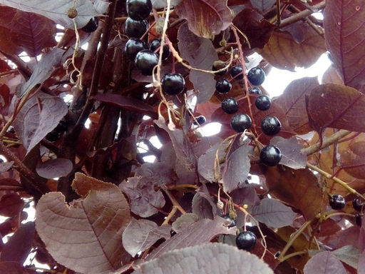 Черемуха Неубиенная - Долина роз фото 3