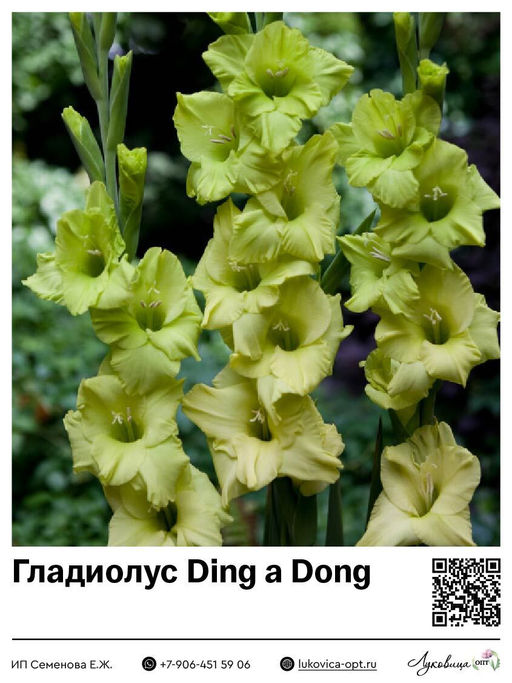 Гладиолус Ding a Dong