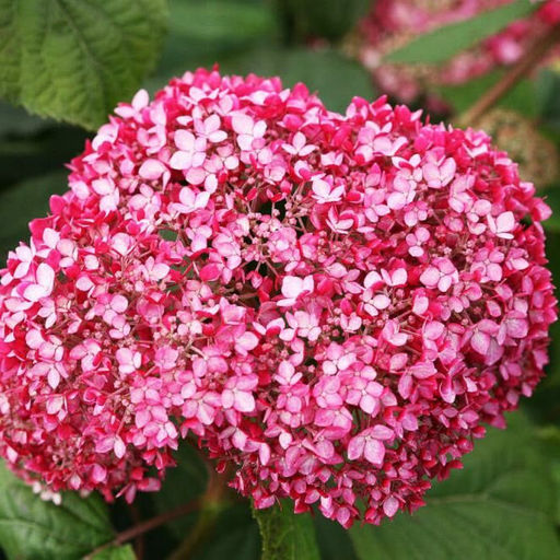 Гортензия древовидная Magical Dark Pink
