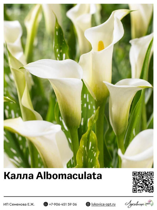 Калла Albomaculata