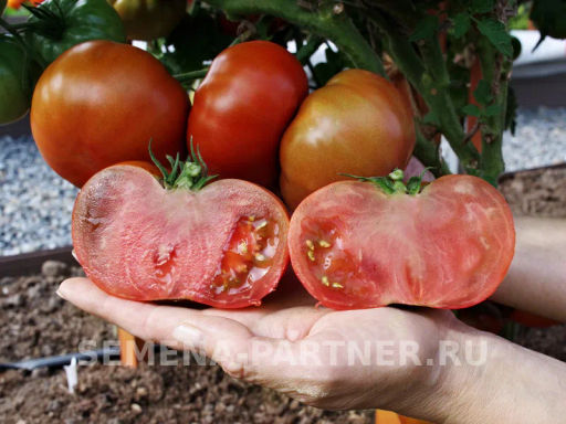 Томат Тасманский Шоколад - Партнер фото 8
