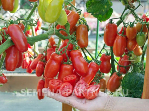 Томат Жиголо - Партнер фото 3