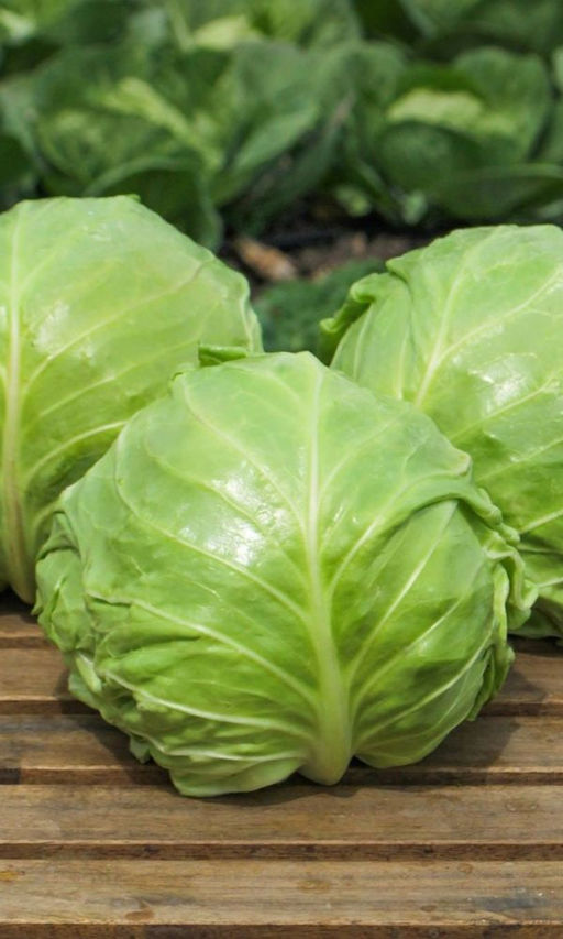 Капуста АТАМАН F1  Скороспелая! Стабильно урожайная! Холодостойкая!