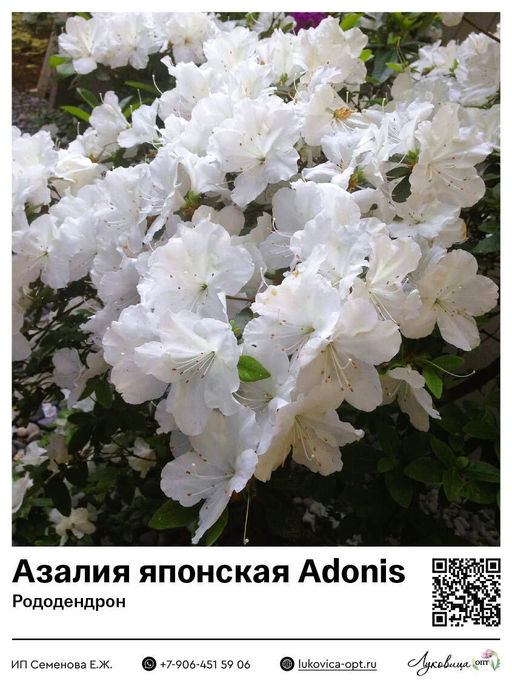 Азалия японская Рододендрон Adonis (Адонис)