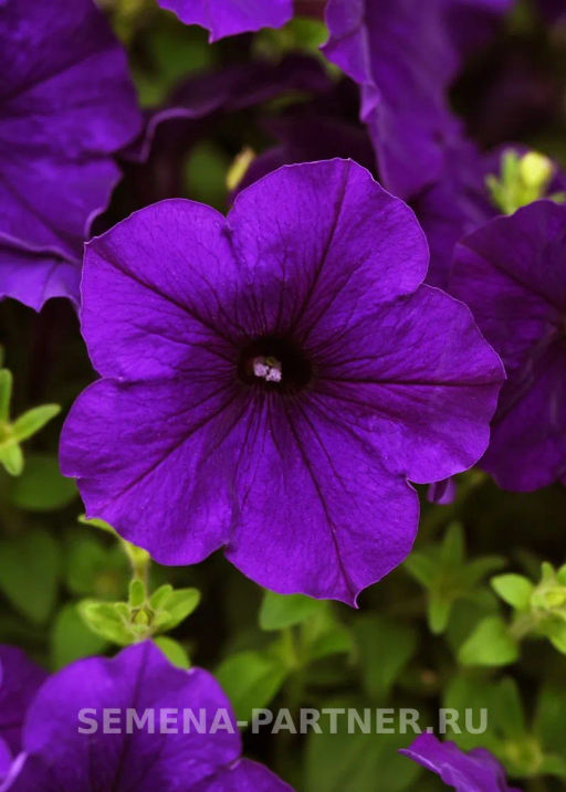 Петуния Ма Шери Марика полуампельная синяя - Партнер фото 3