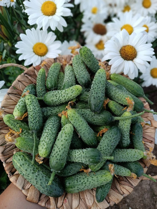 Огурец САМО СОВЕРШЕНСТВО F1 Уникальный! - Уральский дачник фото 6