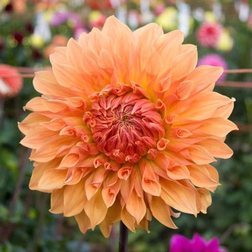 ГЕОРГИНА Нордвайкс Глори Разбор I Кол-во упак., шт 1