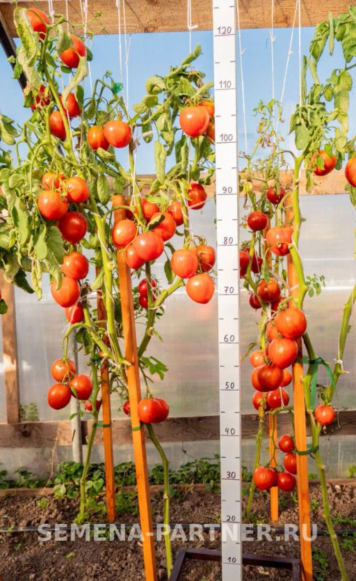 Томат Сердцевидный Полосатый - Партнер фото 8