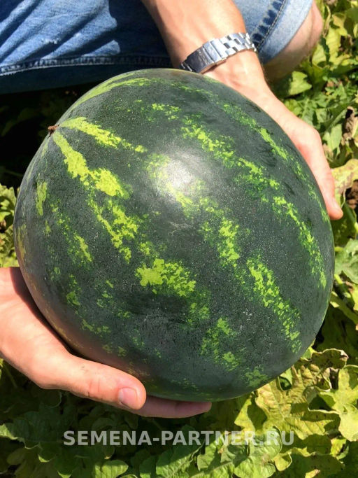 Арбуз Азиль - Партнер фото 2