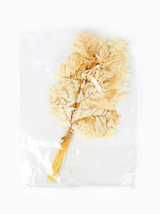 Сухоцвет Папоротник МИКС, 10 шт в упаковке