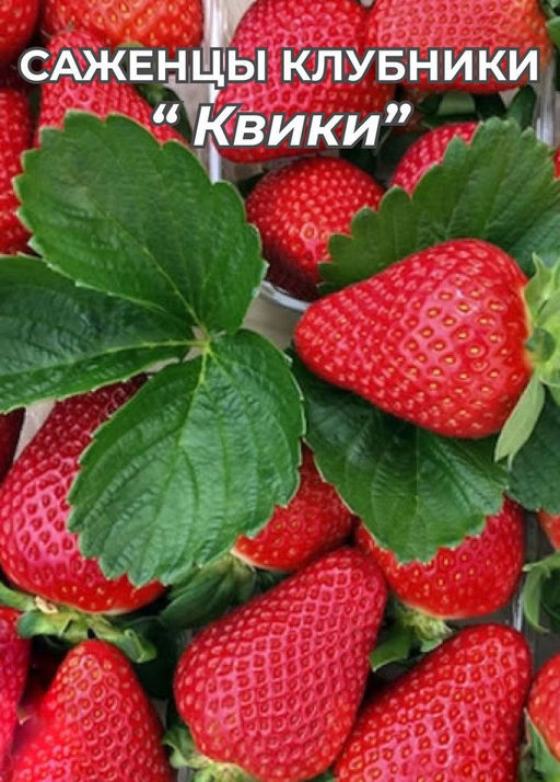Клубника Квики А 10шт/пучок