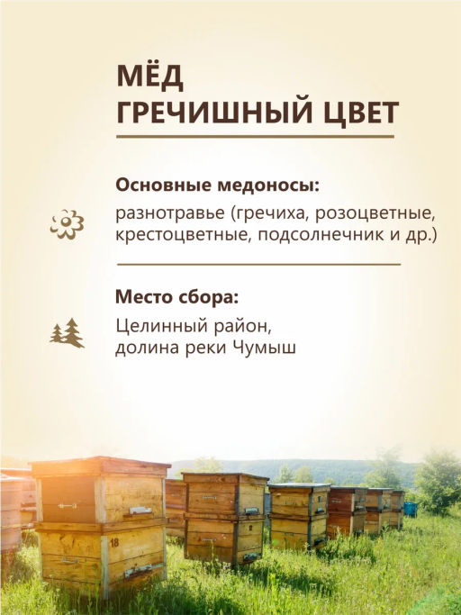 Мёд Бортников Гречишный цвет, ст.банка 500г - Берестов А.с. фото 4