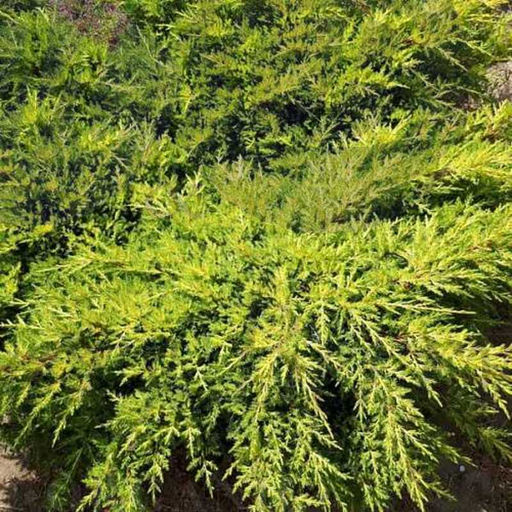 Можжевельник средний Голдкиссен С5