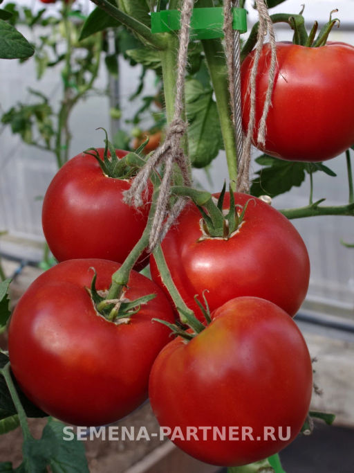 Томат Фаворит F1 - Партнер фото 4