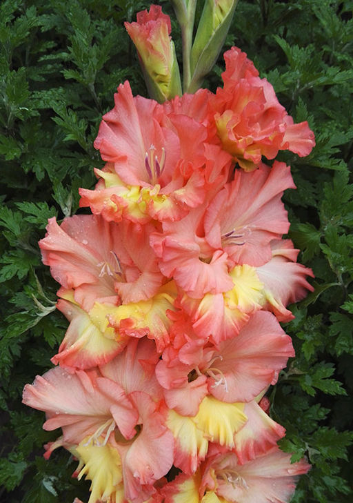 ГЛАДИОЛУС Курск Разбор 10/12 Кол-во упак., шт 8