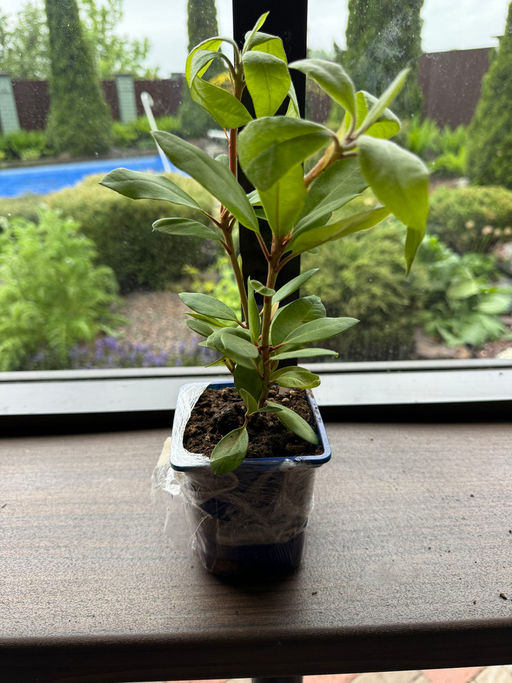 Рододендрон Голдкрон